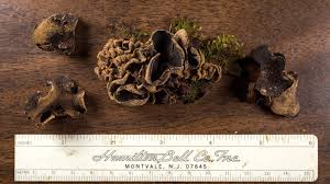 Attēlu rezultāti vaicājumam “Ionomidotis irregularis”