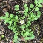 Attēlu rezultāti vaicājumam “Rumex confertus”