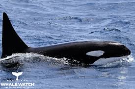 Image result for Orcinus orca