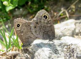 Attēlu rezultāti vaicājumam “Lasiommata petropolitana”