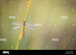 Attēlu rezultāti vaicājumam “Lestes virens female”