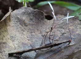 Attēlu rezultāti vaicājumam “Typhula erythropus”