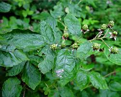 Attēlu rezultāti vaicājumam “Rubus nessensis”