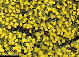 Attēlu rezultāti vaicājumam “Physarum murinum spores”