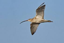 Attēlu rezultāti vaicājumam “Numenius arquata”