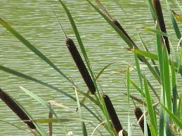 Attēlu rezultāti vaicājumam “Typha latifolia leaf”