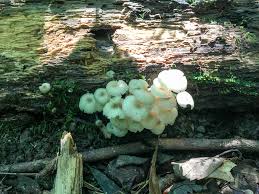 Attēlu rezultāti vaicājumam “Collybia sp.”