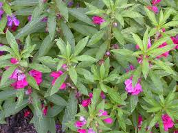Image result for Impatiens balsamina