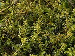 Attēlu rezultāti vaicājumam “Thuidium assimile”