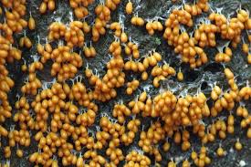 Attēlu rezultāti vaicājumam “Leocarpus fragilis spores”