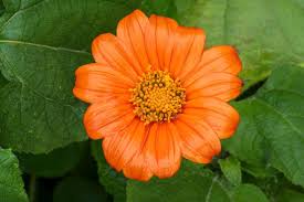 Image result for Tithonia rotundifolia