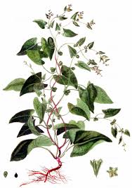 Attēlu rezultāti vaicājumam “Fallopia convolvulus fruit”