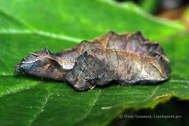 Attēlu rezultāti vaicājumam “Thyatira batis imago”