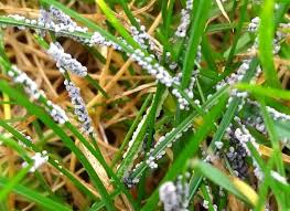 Attēlu rezultāti vaicājumam “Physarum cinereum macro”