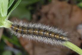 Attēlu rezultāti vaicājumam “Rhyparia purpurata”