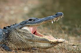 Image result for Alligator mississippiensis