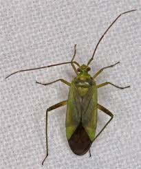 Attēlu rezultāti vaicājumam “Adelphocoris quadripunctatus imago”