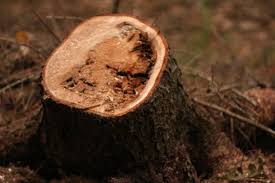 Attēlu rezultāti vaicājumam “Heterobasidion annosum”