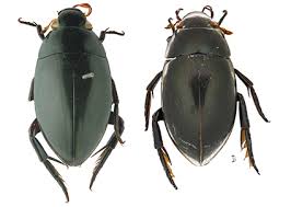 Attēlu rezultāti vaicājumam “Hydrophilidae”