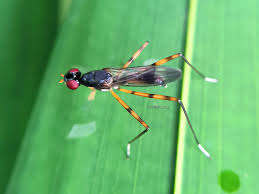 Attēlu rezultāti vaicājumam “Micropezidae”