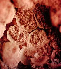 Attēlu rezultāti vaicājumam “Arcyria minuta stalked”