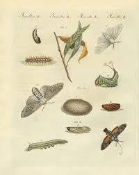 Attēlu rezultāti vaicājumam “Canephora hirsuta larva”