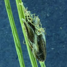 Attēlu rezultāti vaicājumam “Eleocharis quinqueflora”