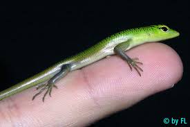 Risultati immagini per dasia smaragdina