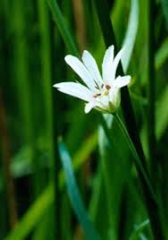 Attēlu rezultāti vaicājumam “Stellaria palustris”