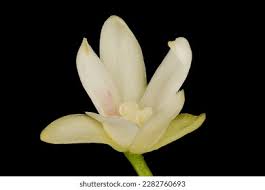 Attēlu rezultāti vaicājumam “Schisandra chinensis flower”