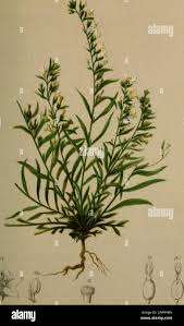 Attēlu rezultāti vaicājumam “Thesium alpinum flower”