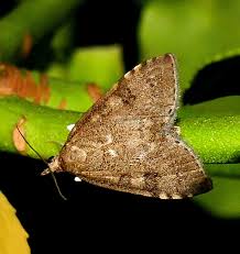 Attēlu rezultāti vaicājumam “Udea prunalis”