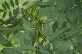 Attēlu rezultāti vaicājumam “Fraxinus excelsior fruit”