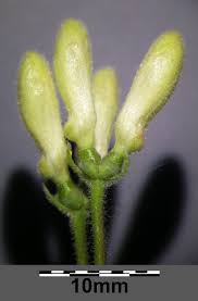 Attēlu rezultāti vaicājumam “Lonicera xylosteum bud”