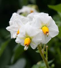 Attēlu rezultāti vaicājumam “Solanum tuberosum flower”