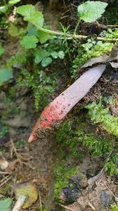 Attēlu rezultāti vaicājumam “Mutinus ravenelii”