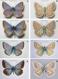 Attēlu rezultāti vaicājumam “Agrodiaetus damon underside”