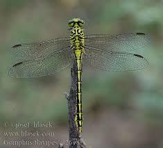 Attēlu rezultāti vaicājumam “Gomphus flavipes”