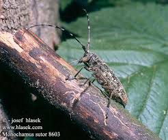 Attēlu rezultāti vaicājumam “Monochamus sutor”