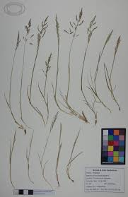 Attēlu rezultāti vaicājumam “Puccinellia distans”