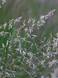 Attēlu rezultāti vaicājumam “Arrhenatherum elatius”