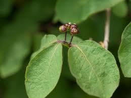 Attēlu rezultāti vaicājumam “Lonicera xylosteum leaf”