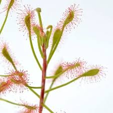Attēlu rezultāti vaicājumam “Drosera x obovata leaf”