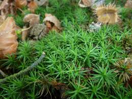 Attēlu rezultāti vaicājumam “Polytrichastrum formosum”