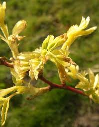 Attēlu rezultāti vaicājumam “Rosa glabrifolia”