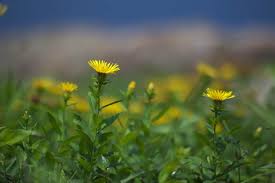 Attēlu rezultāti vaicājumam “Inula salicina leaf”