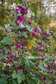 Image result for Malva sylvestris var. mauritiana