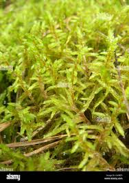 Attēlu rezultāti vaicājumam “Pleurozium schreberi sporophyte”