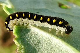 Attēlu rezultāti vaicājumam “Tenthredo mandibularis”