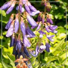 Attēlu rezultāti vaicājumam “Galega orientalis”